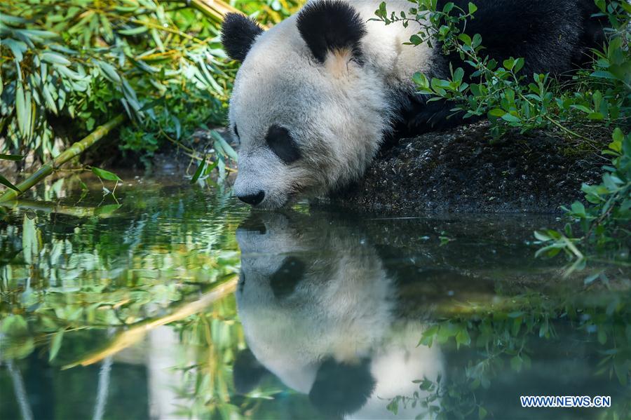 AUSTRIA-VIENNA-GIANT PANDA