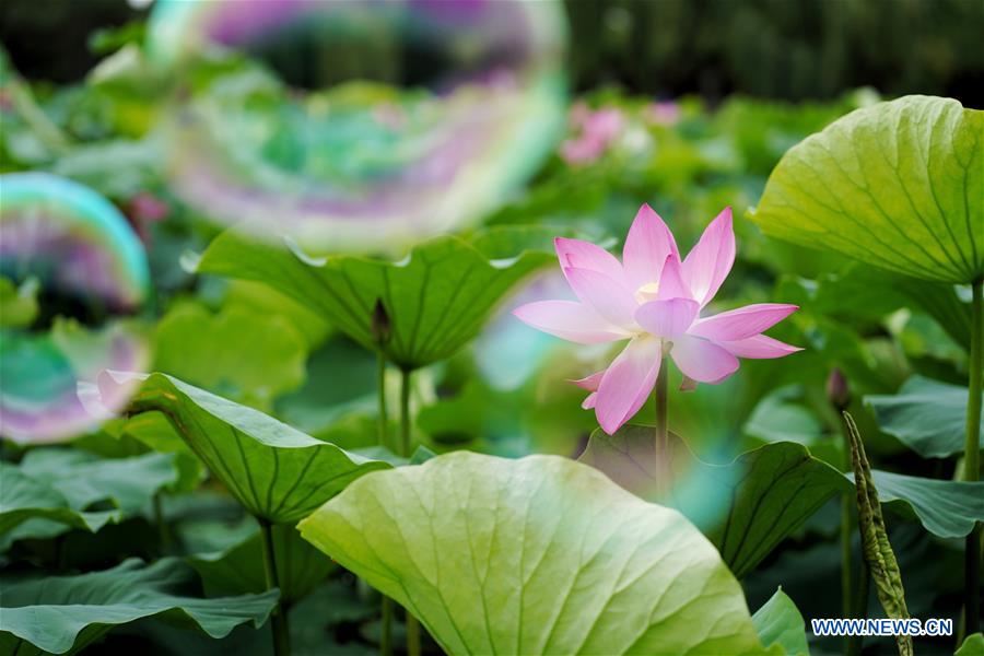 CHINA-YUNNAN-KUNMING-LOTUS FLOWERS (CN)