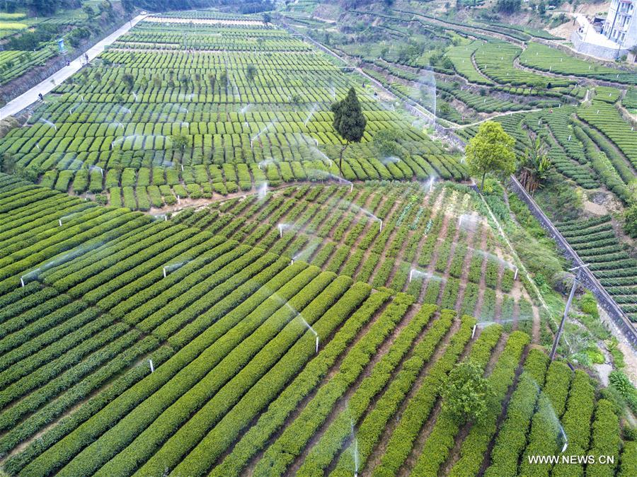 CHINA-HUBEI-YICHANG-TEA GARDEN (CN)