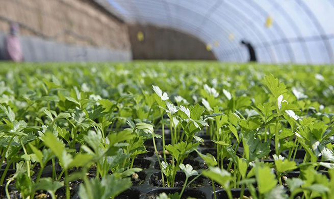 Farmers busy with agricultural production in Yinchuan, Ningxia