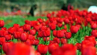 People enjoy blooming flowers at scenic spot in China's Jiangxi