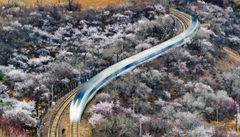 Spring scenery of peach flowers near Juyongguan Pass of Great Wall