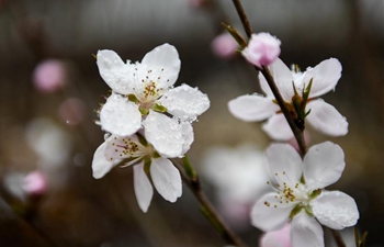 Cold front brings snowfall to Hohhot in early spring