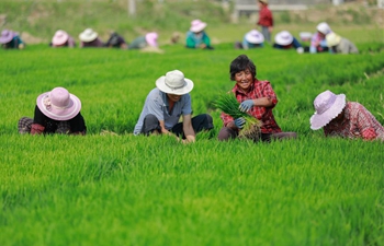 Farmers work in fields across China on day of summer solstice