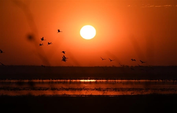 Nature reserve in China's Jilin greets peak season for migrant birds to return to north