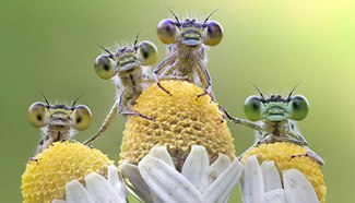 Bug-eyed dragonflies rise from overnight slumber