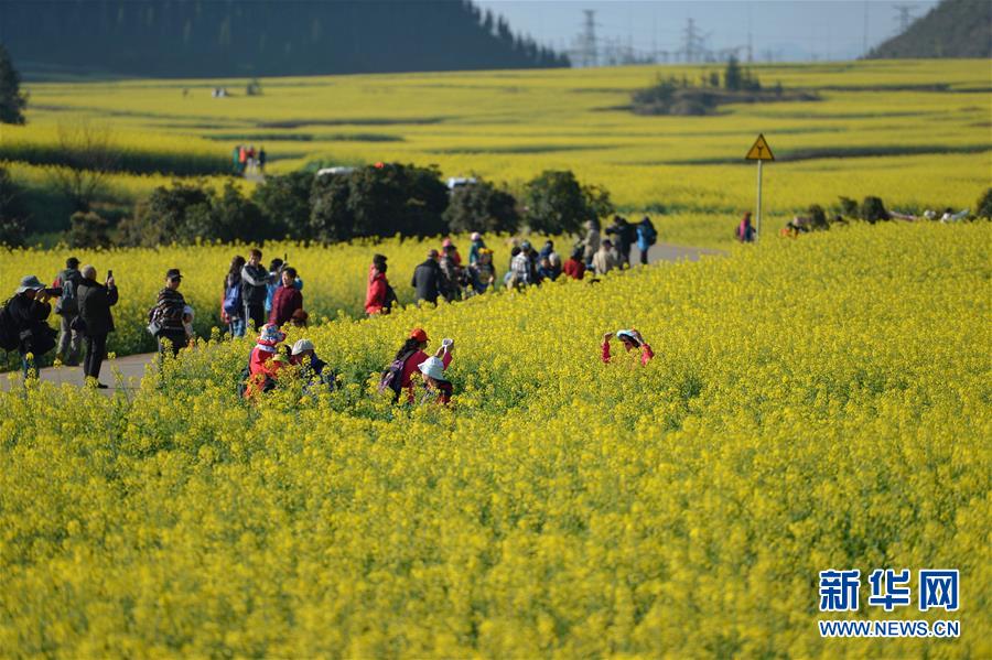 （在习近平新时代中国特色社会主义思想指引下——新时代新作为新篇章·图文互动）（7）高原春来早 云岭开新篇 