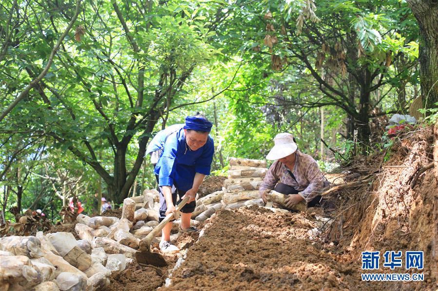 （决战决胜脱贫攻坚·图文互动）（3）问林下要地 助“新市民”就业增收