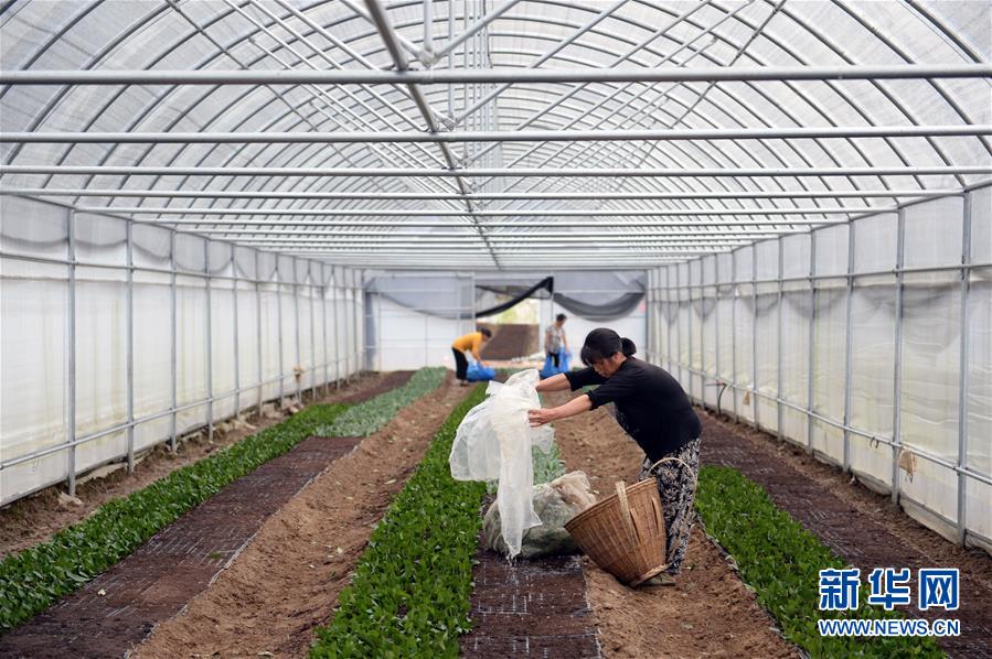 （防汛抗洪·图文互动）（2）修路通水忙重建 补种抢收复生产——湘西山洪后恢复生产生活见闻