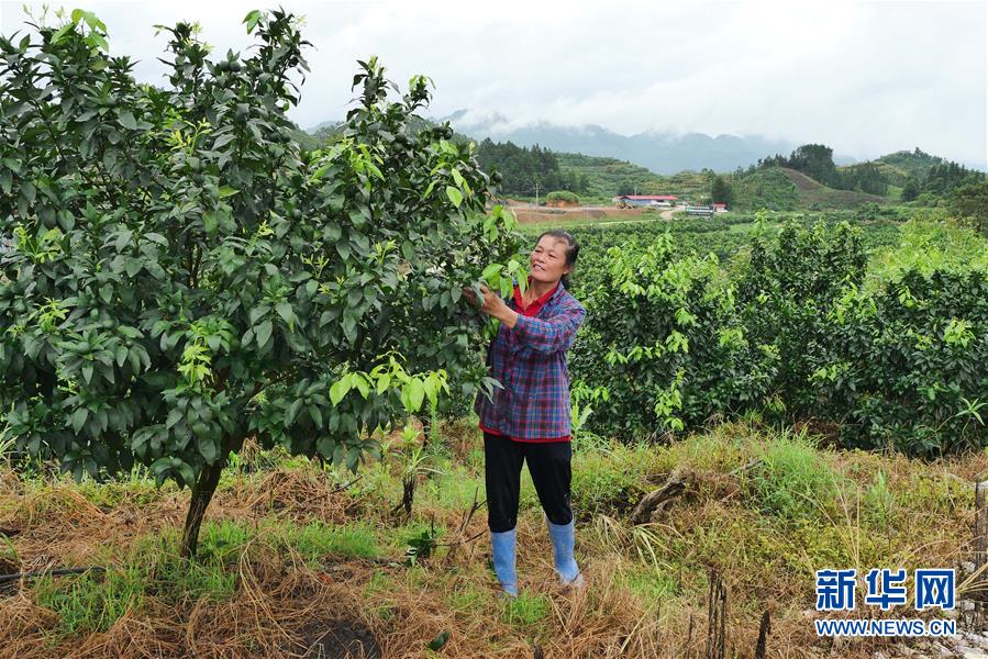 （决战决胜脱贫攻坚·图文互动）（10）同饮一江水 携手“斩穷根”——深圳对口广西河池、百色扶贫协作见闻