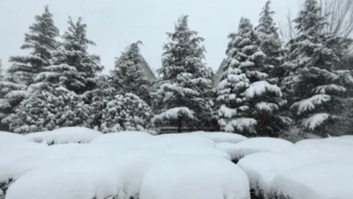 什么是冷流雪？为何烟台、威海多发？