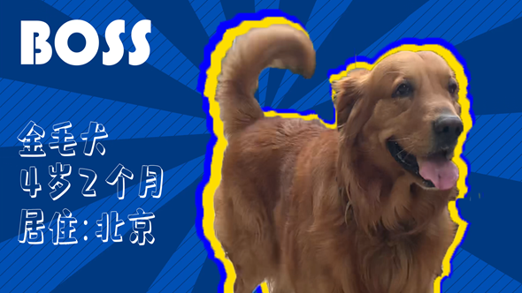 有效拴绳&科学遛狗——如何文明养犬？“捡屎官”们快看过来！