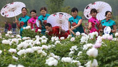 洪泽湖畔牡丹盛开 旗袍达人争艳“国色天香”