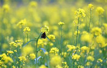 西藏：油菜花开似金毯